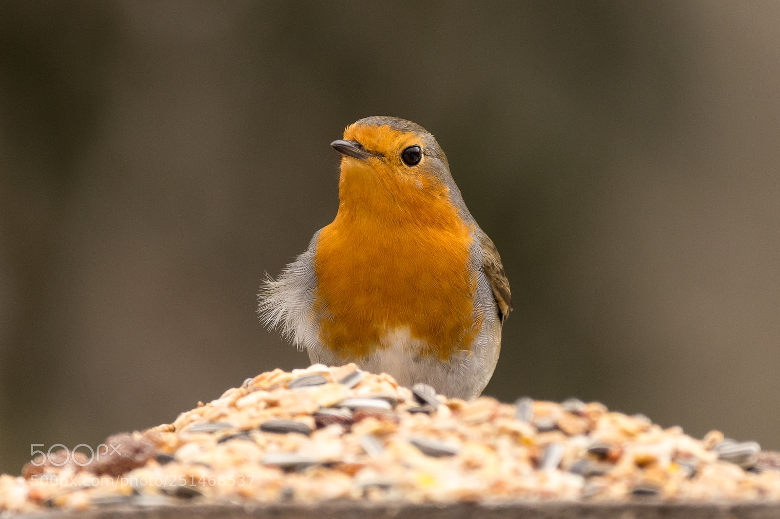Nikon D7200 sample photo. Robin blown by the photography