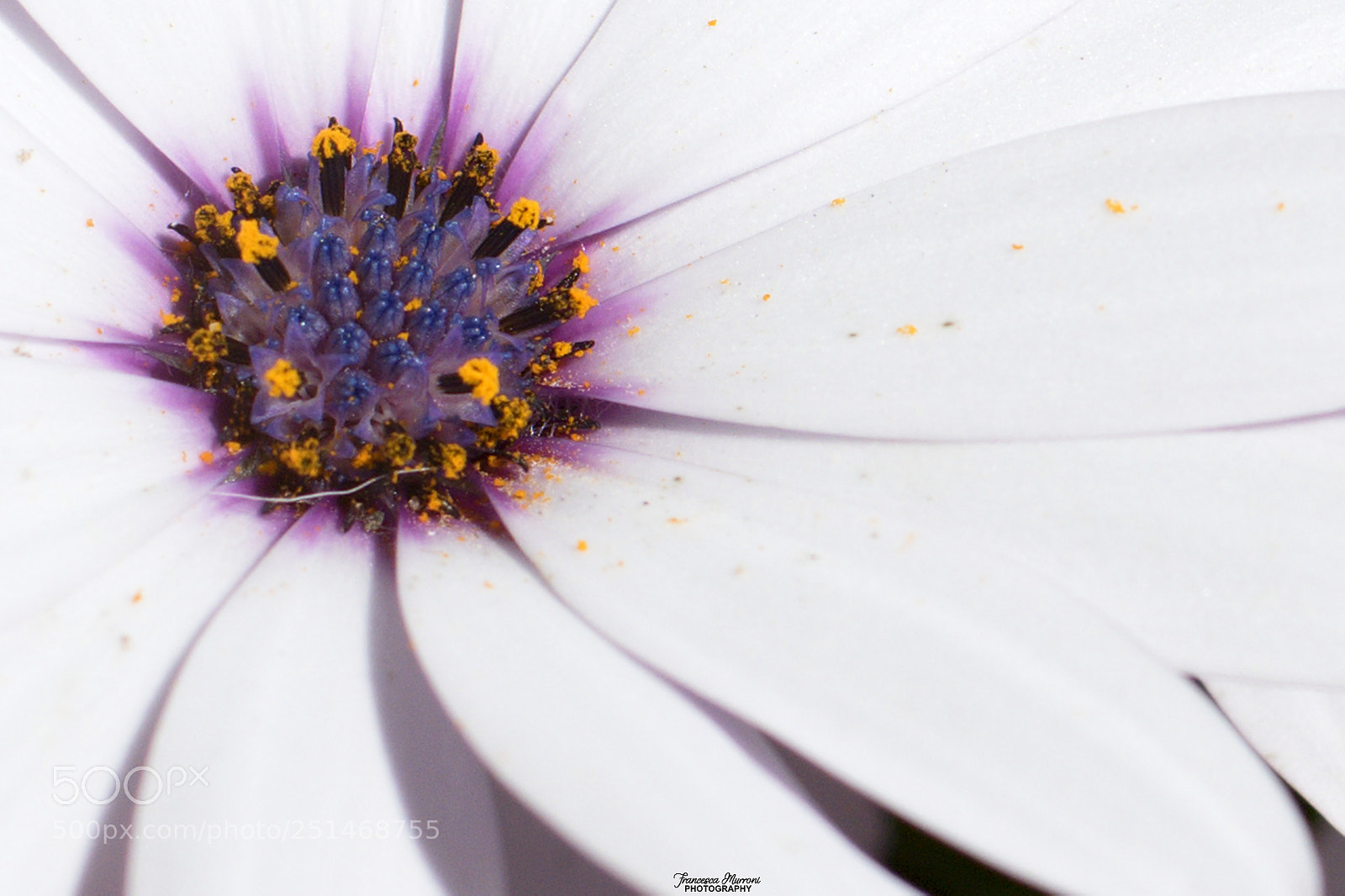Nikon D5300 sample photo. Details of a dimorphotheca photography