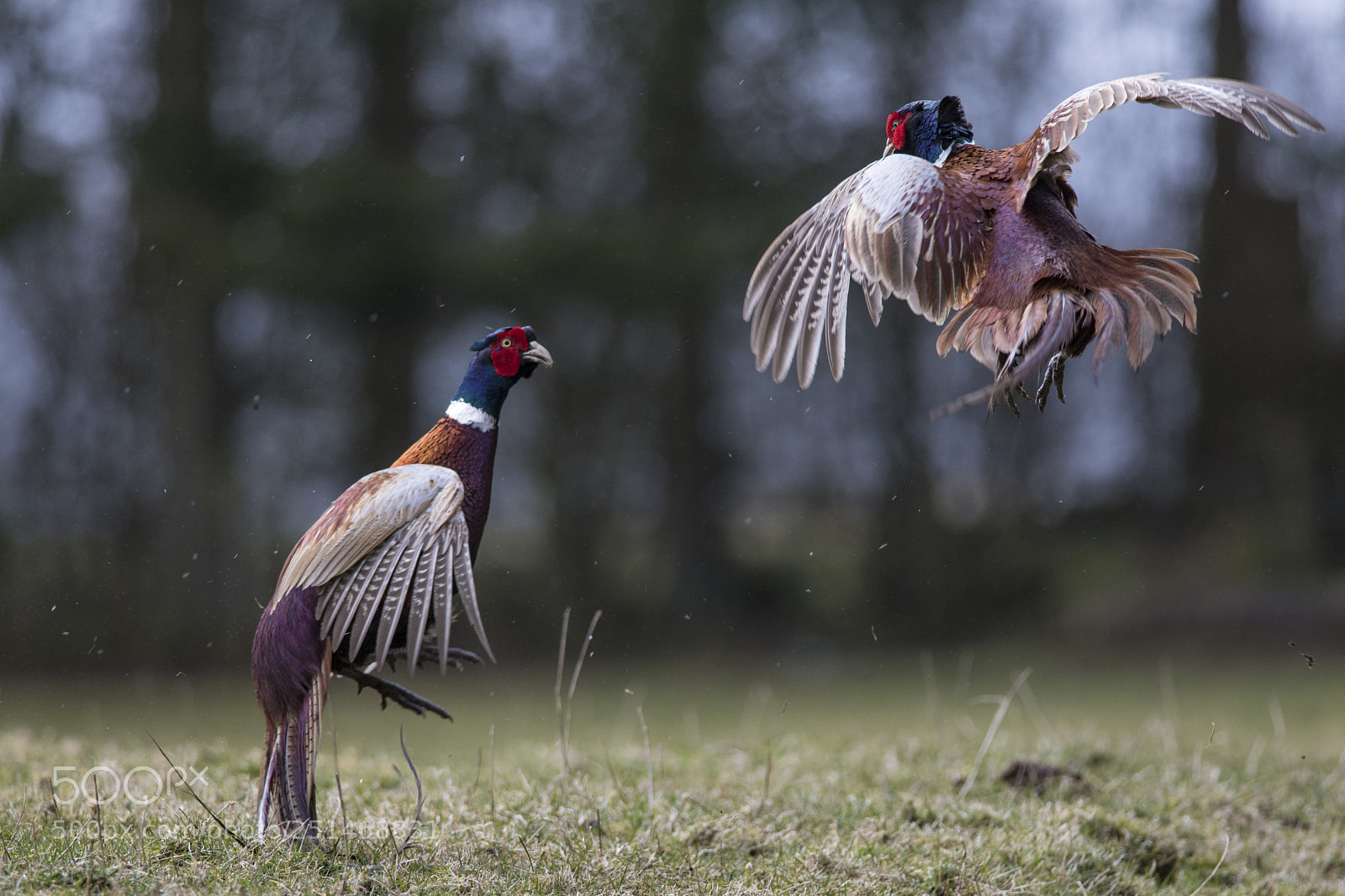 Nikon D850 sample photo. Fighting pheasants photography
