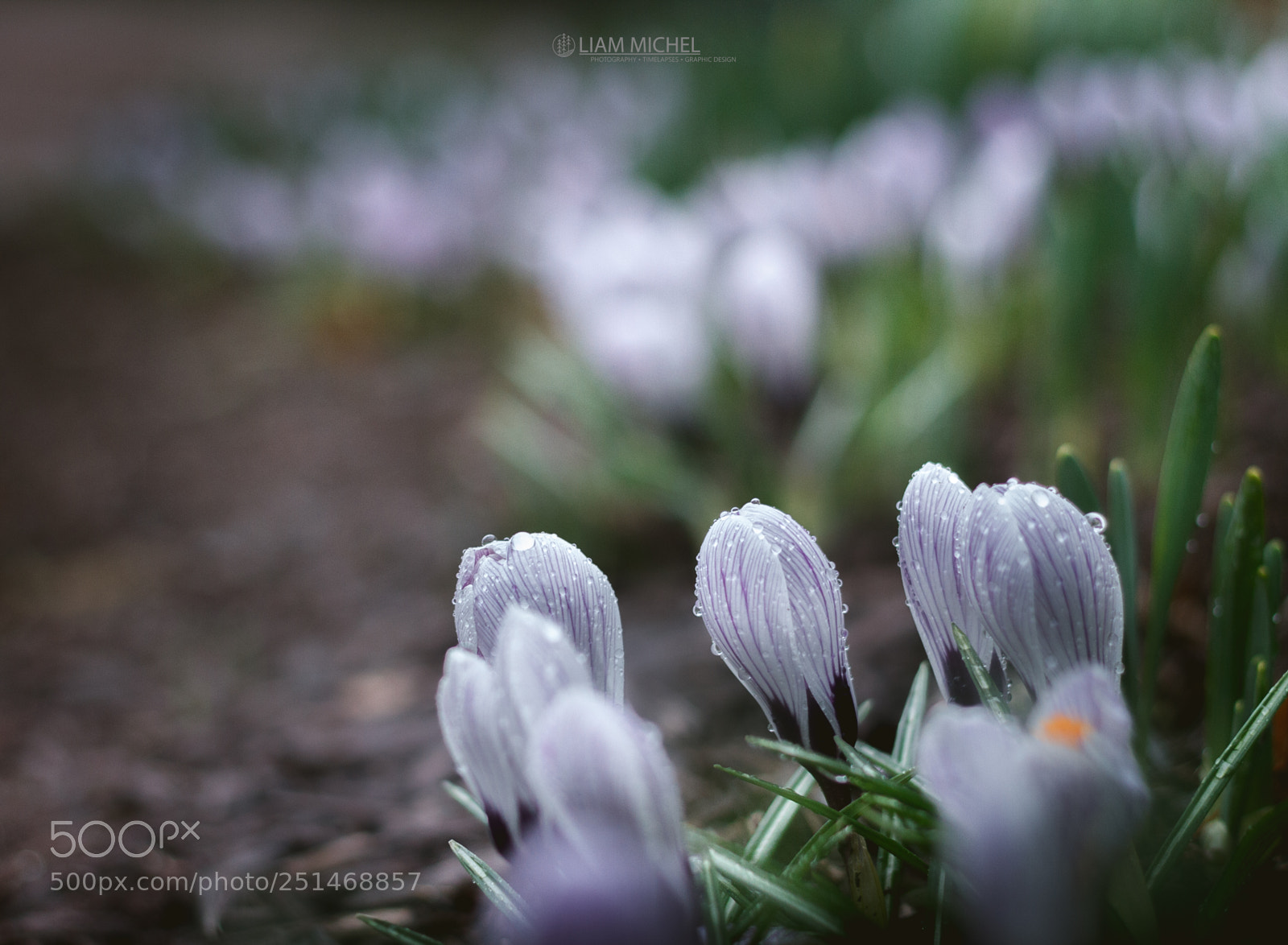 Canon EOS 7D sample photo. First bloom photography