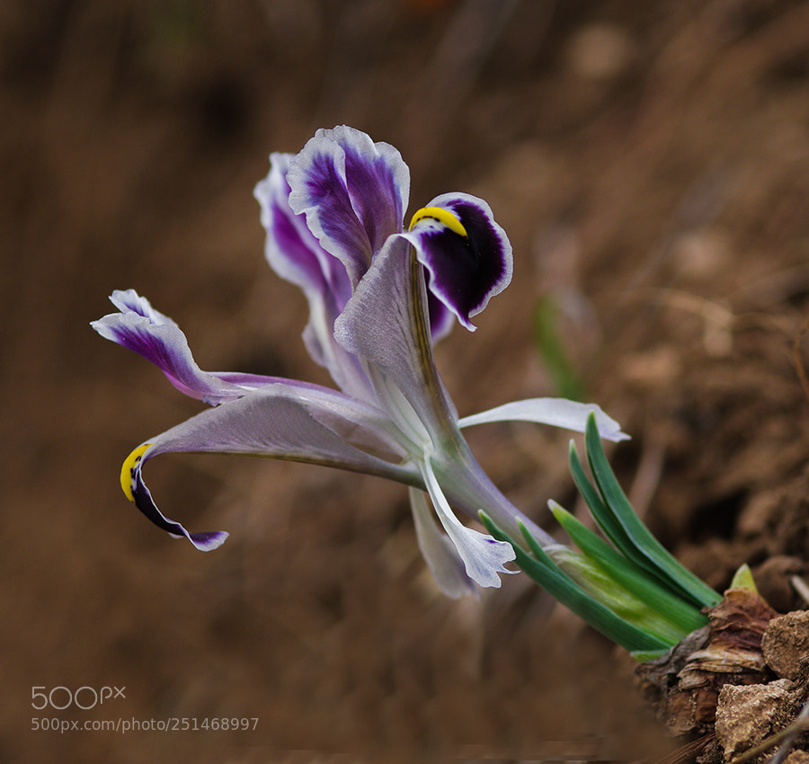 Pentax K20D sample photo. Natural flower photography