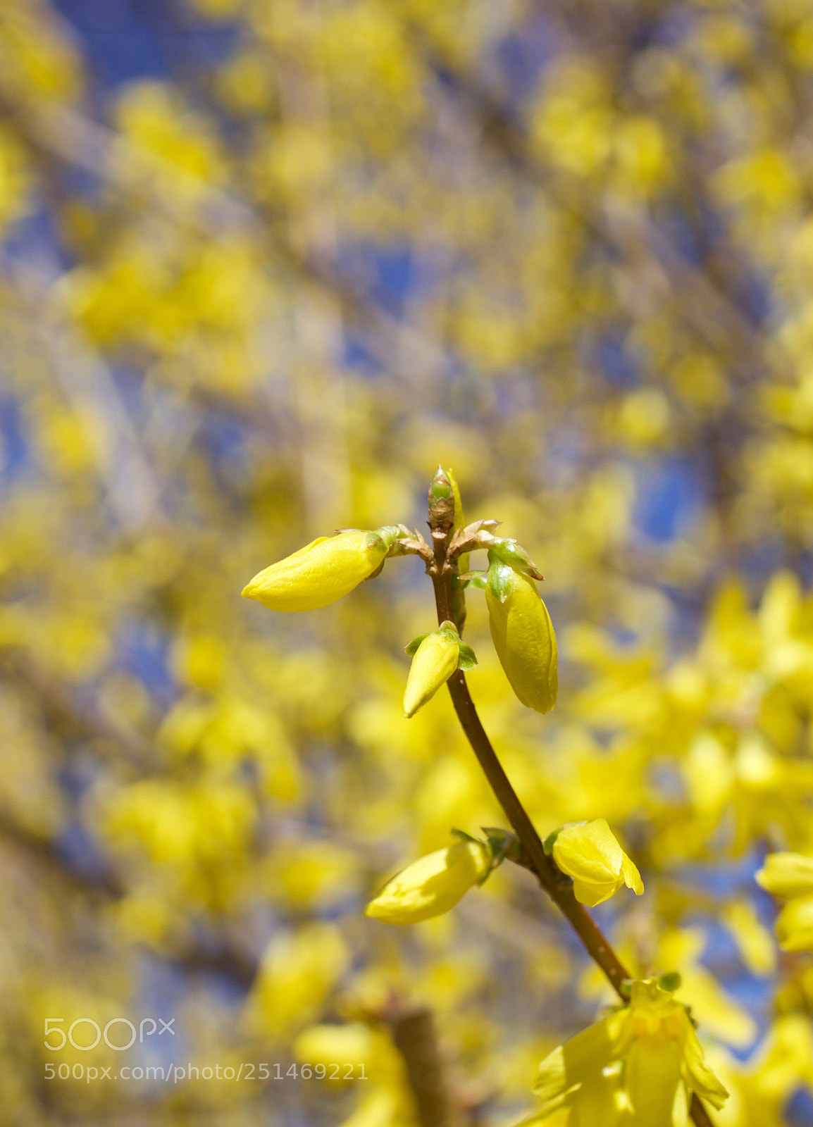Canon EOS 5D Mark II sample photo. *\ photography