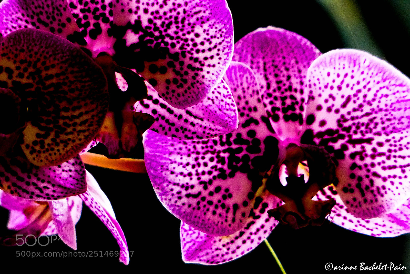Panasonic Lumix DMC-FZ200 sample photo. Orchidées roses / orchids photography