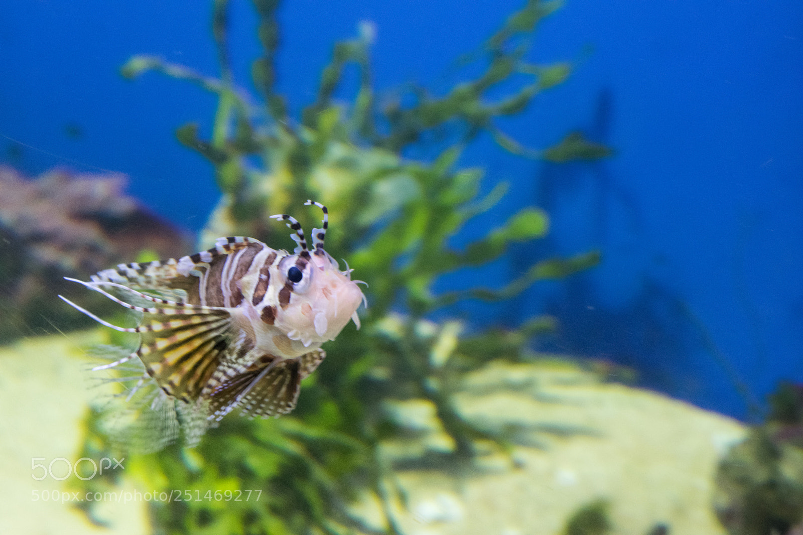 Nikon D5300 sample photo. Fish photography