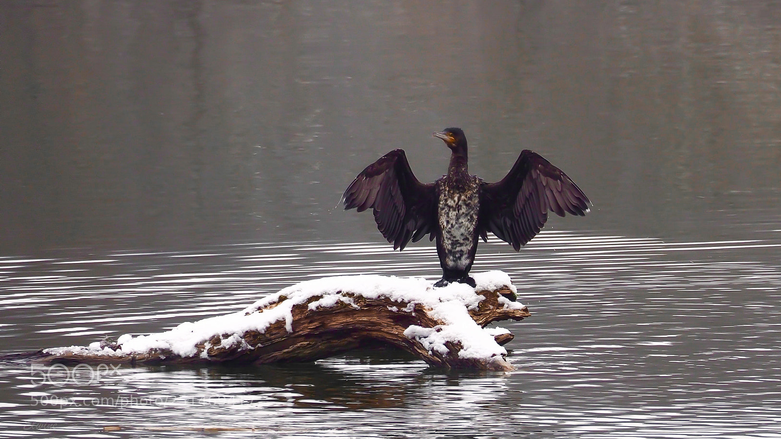 Olympus OM-D E-M1 Mark II sample photo. The cormorant ... photography