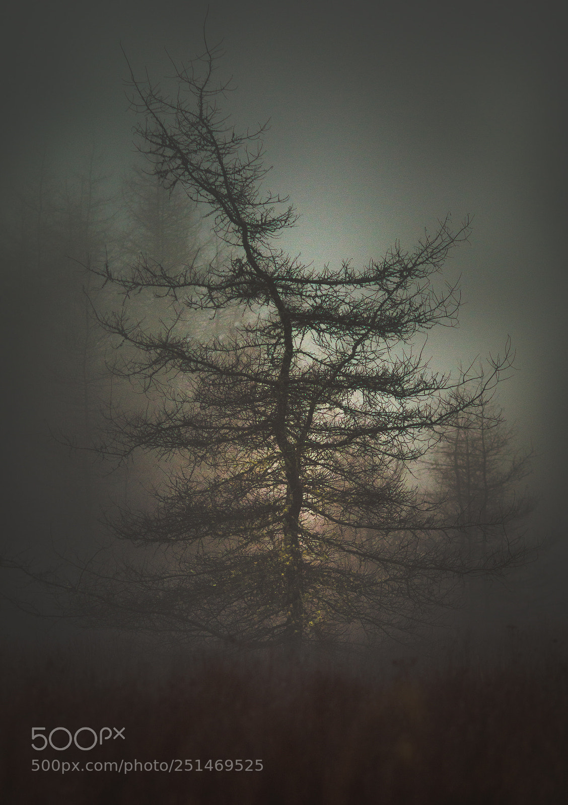 Canon EOS 70D sample photo. Fog magic photography