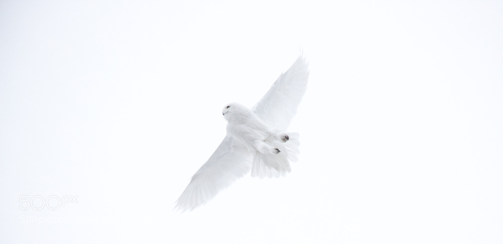Canon EOS 700D (EOS Rebel T5i / EOS Kiss X7i) sample photo. Snowy owl photography