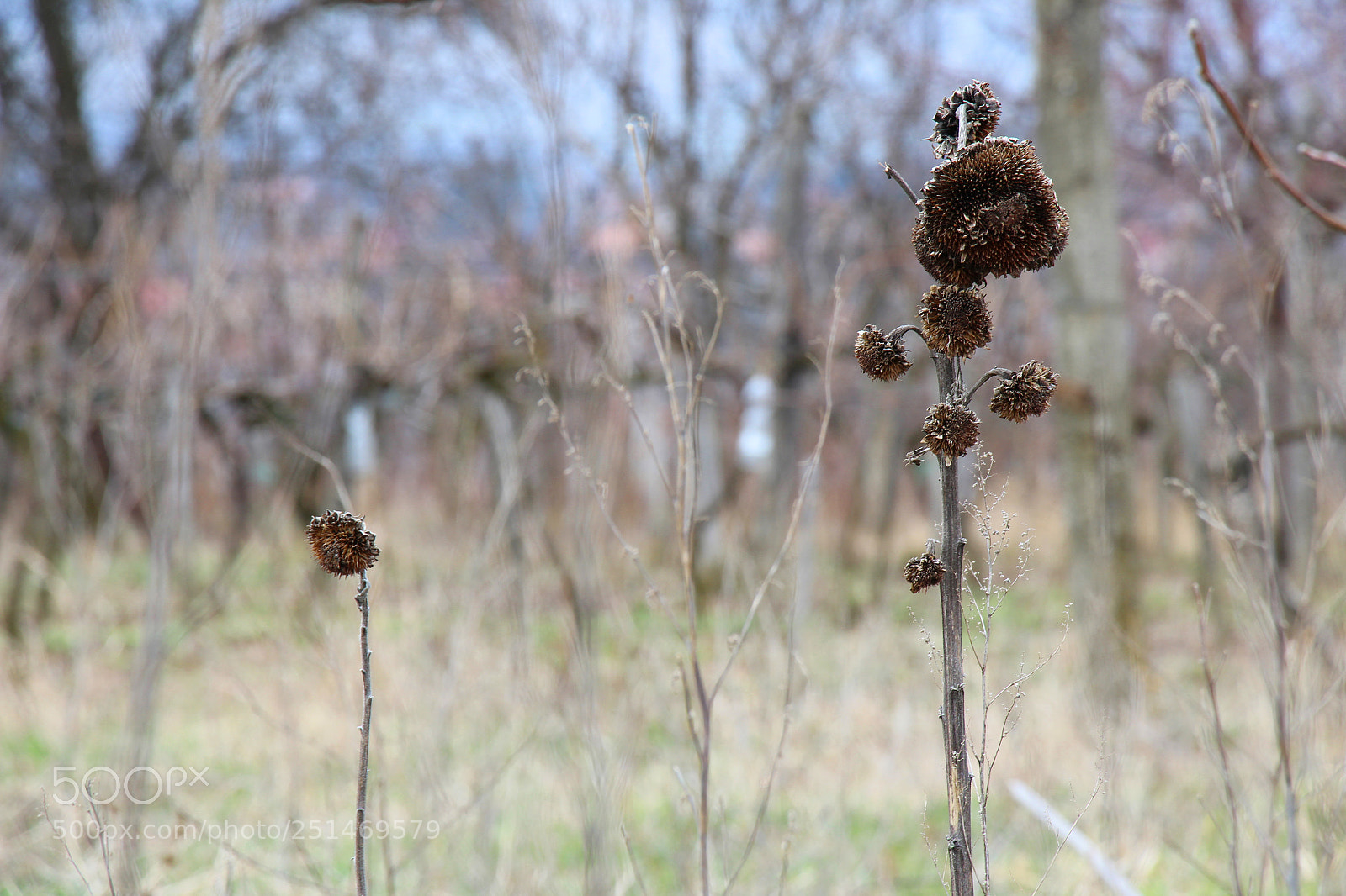 Canon EOS 600D (Rebel EOS T3i / EOS Kiss X5) sample photo. Untitled photography