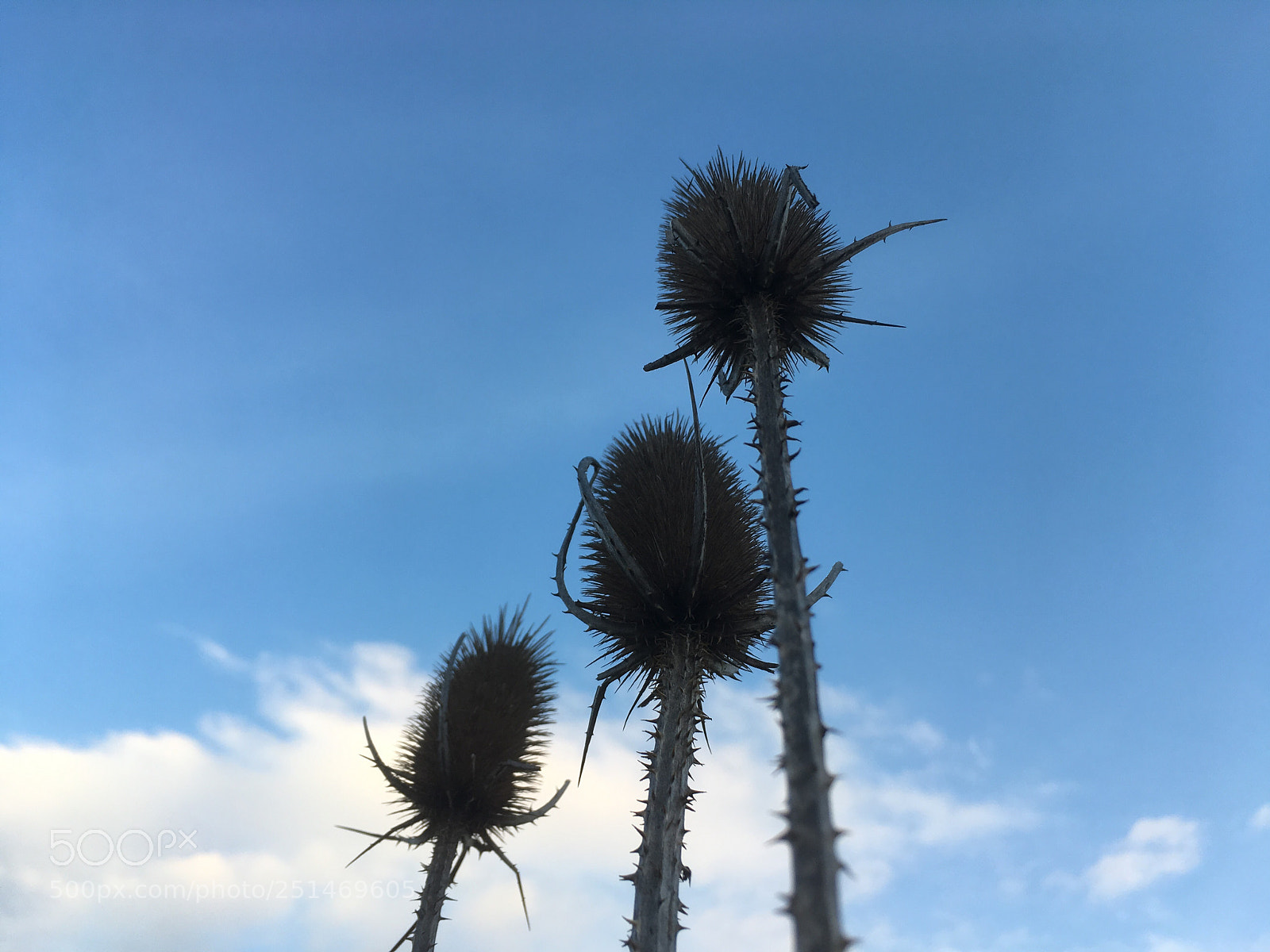 Apple iPhone SE sample photo. Untitled photography
