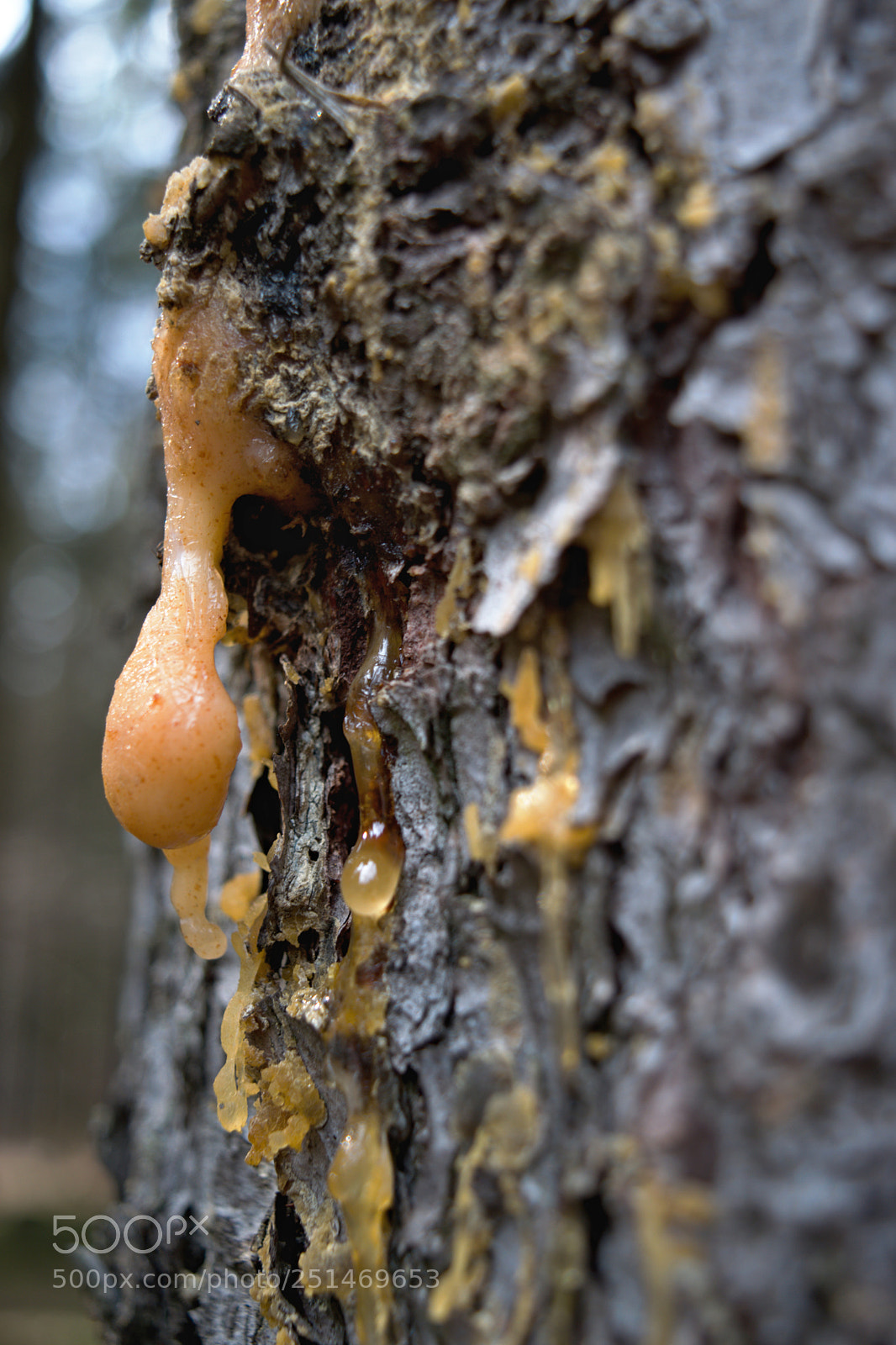 Nikon D3300 sample photo. Resin photography