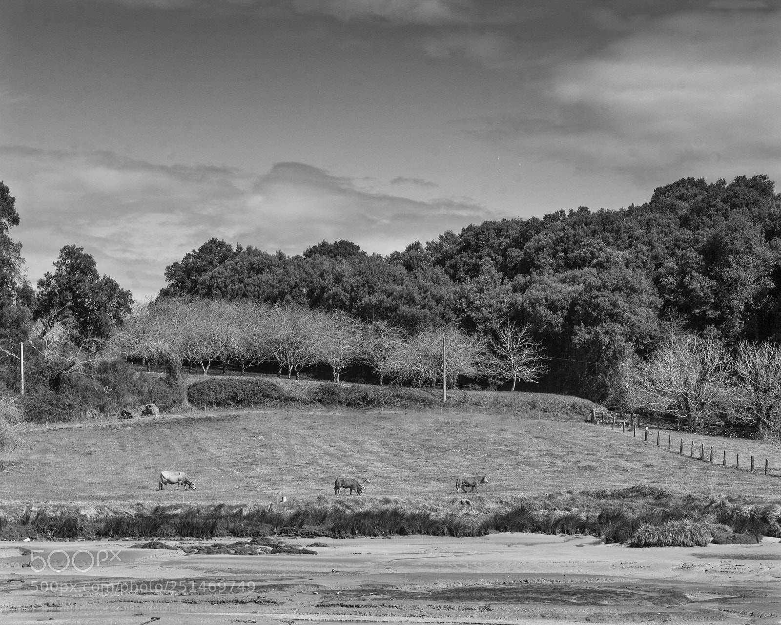 Canon EOS 60D sample photo. Three cows photography