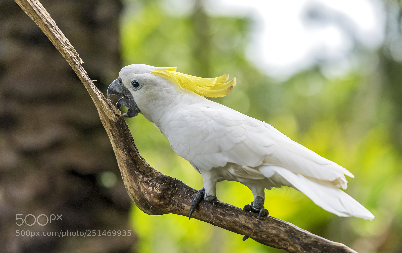 Nikon D810 sample photo. White parrot photography