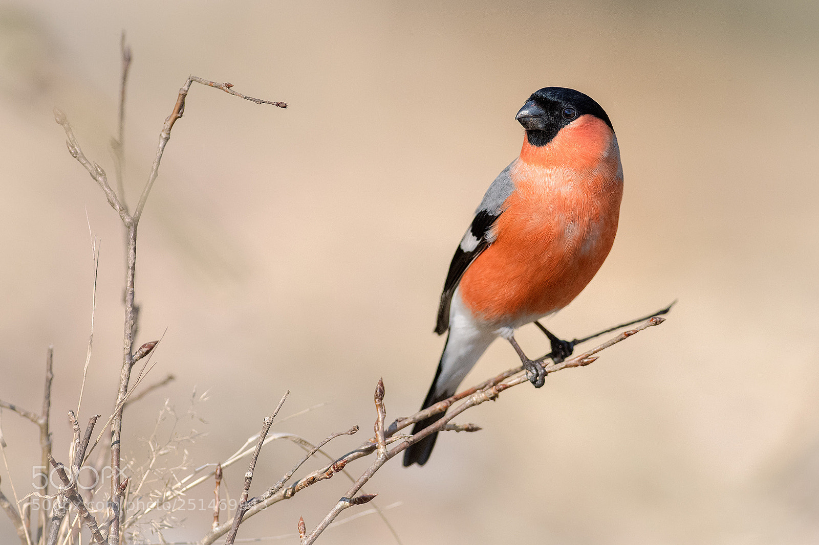 Nikon D500 sample photo. Bullfinch photography