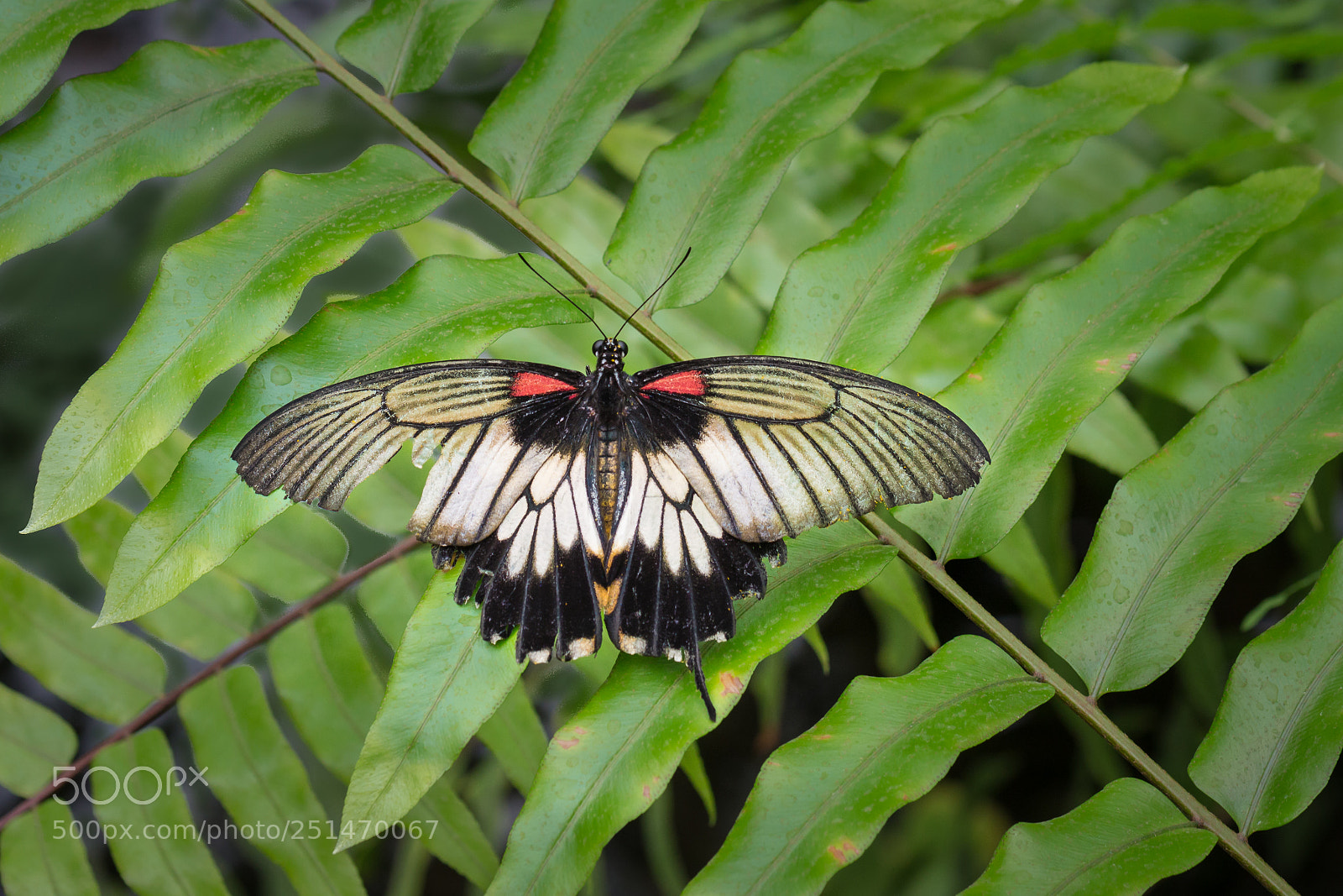 Canon EOS 700D (EOS Rebel T5i / EOS Kiss X7i) sample photo. Broken wing photography