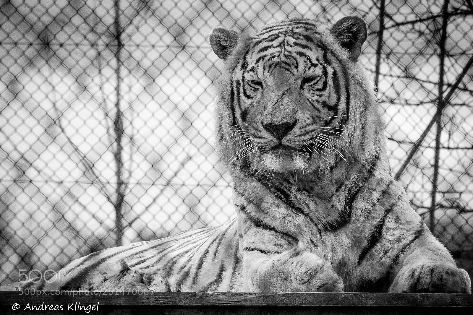Nikon D5300 sample photo. White tiger photography