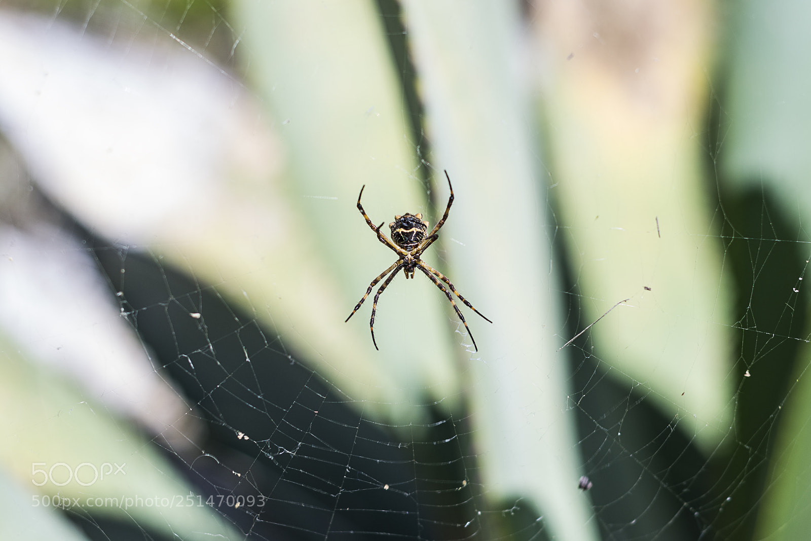 Nikon D7100 sample photo. Spider photography