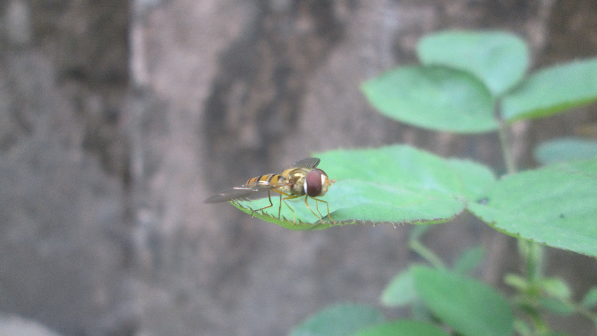 Canon PowerShot A2300 sample photo. Bee set in leaf photography