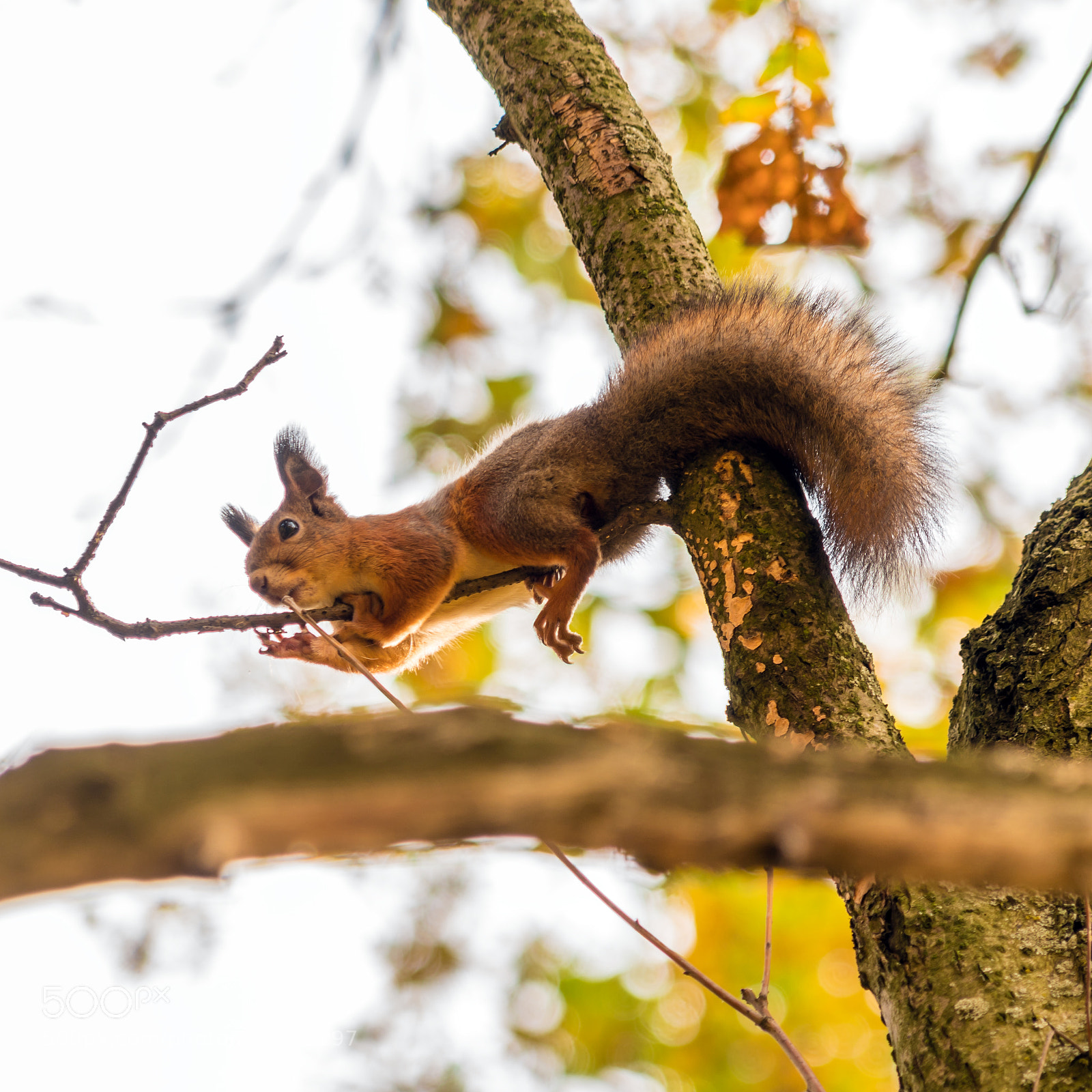 Sony a7R II sample photo. Cute little squirrel on photography