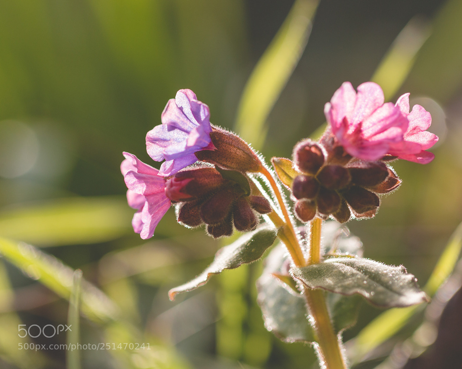 Canon EOS 70D sample photo. Glowing pulmonaria photography