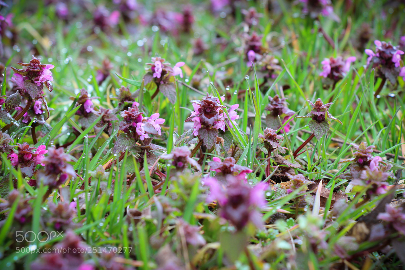 Canon EOS 600D (Rebel EOS T3i / EOS Kiss X5) sample photo. Untitled photography