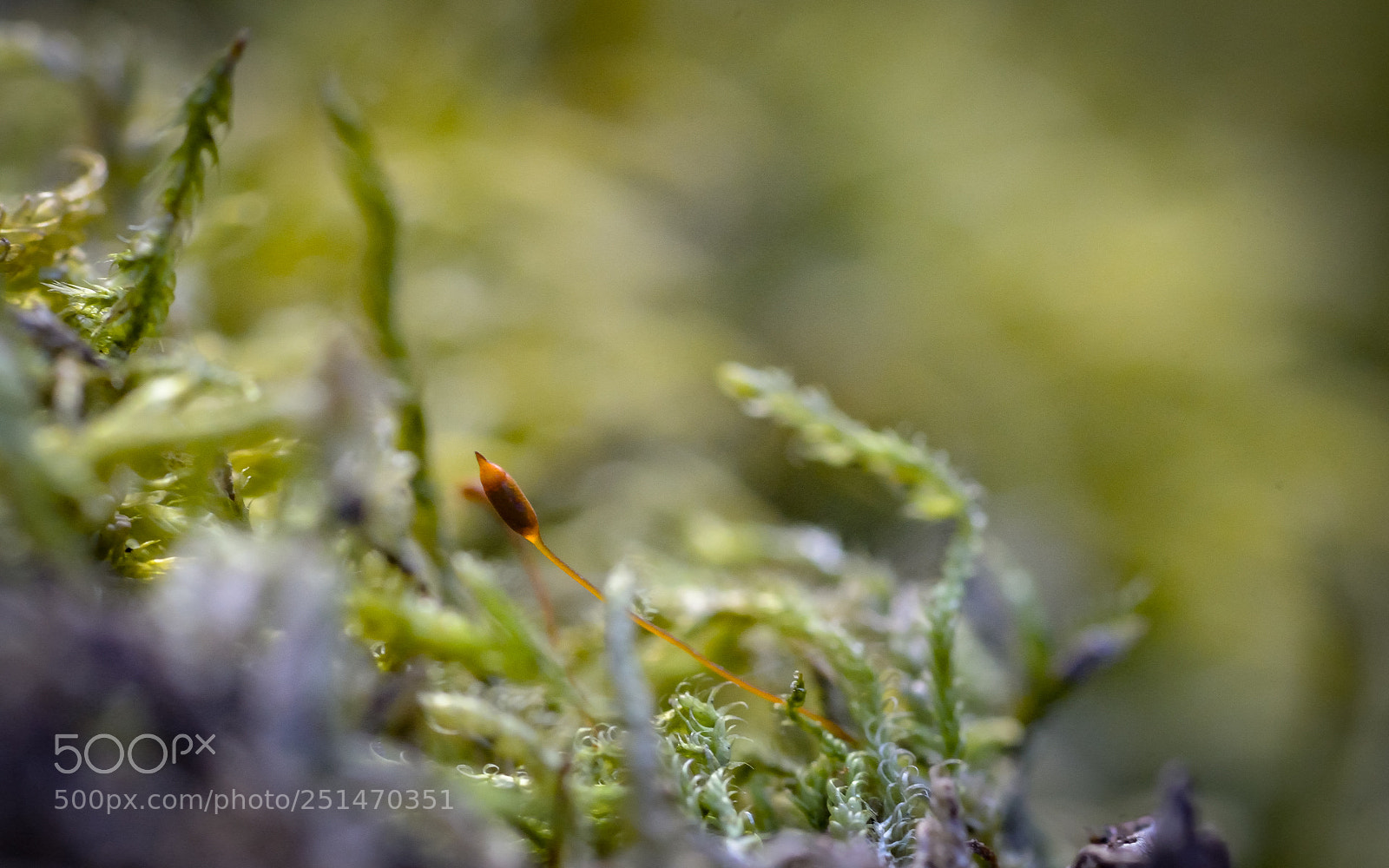 Nikon D800 sample photo. Moss at large photography