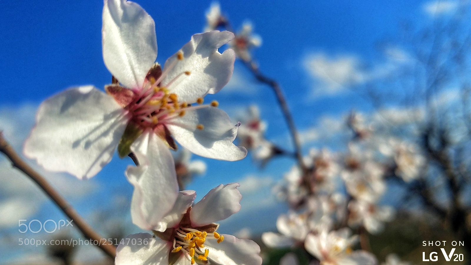 LG V20 sample photo. Untitled photography