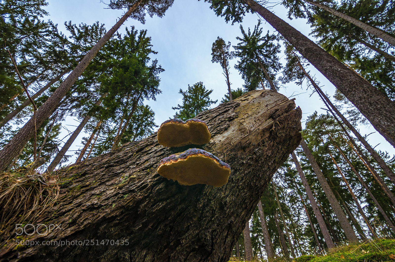 Nikon D5100 sample photo. Hoof fungus photography