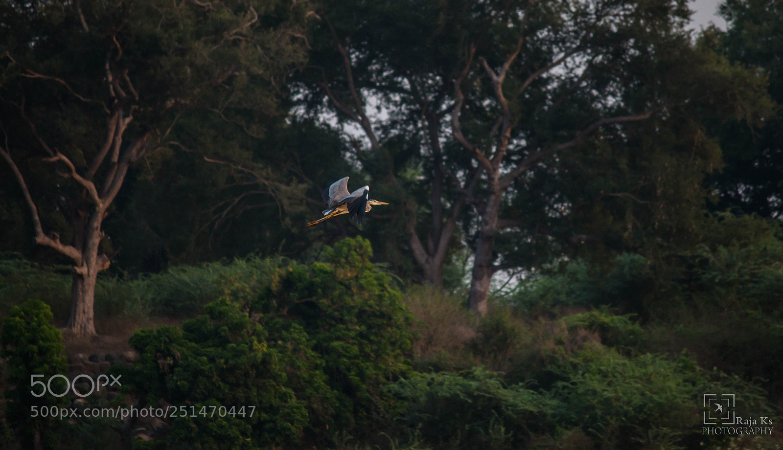 Canon EOS 70D sample photo. Grey heron photography
