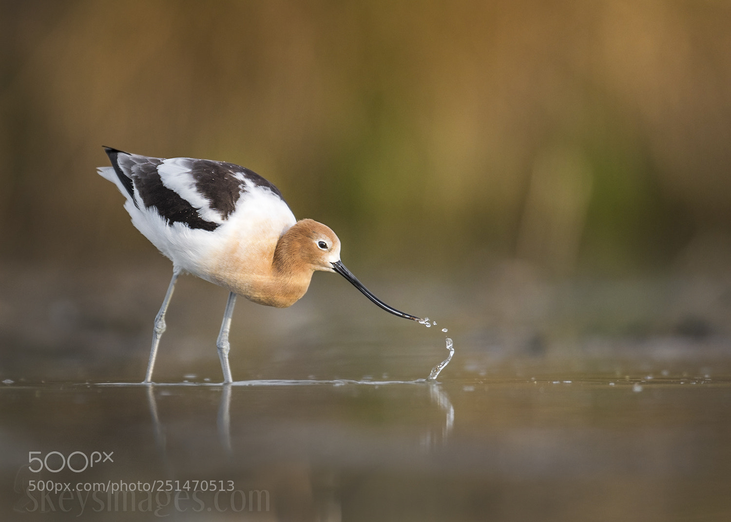 Nikon D500 sample photo. Shape (american avocet) photography