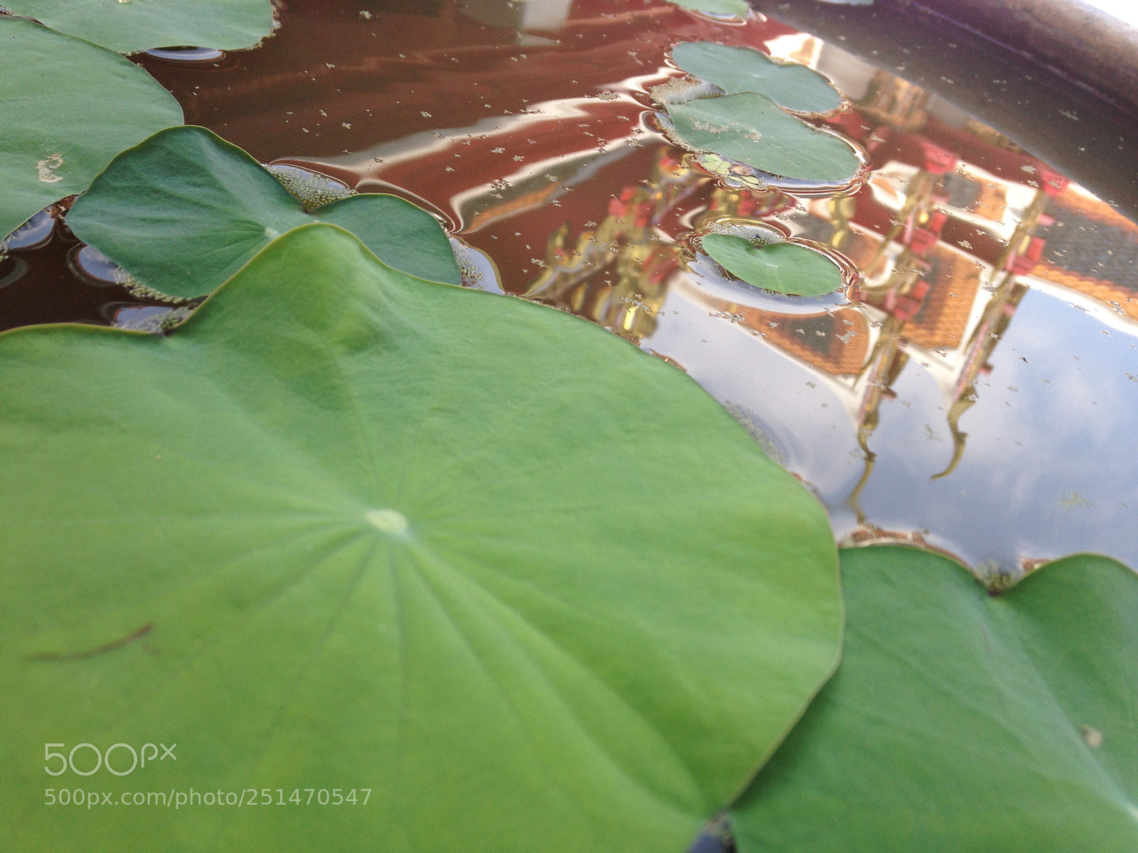 Apple iPhone 5 sample photo. Reflection of waterlily photography