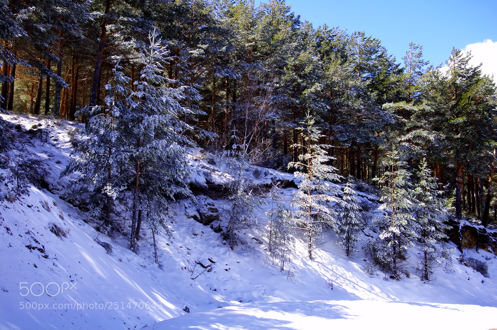 Pentax K-7 sample photo. Pinos nevados en primavera photography