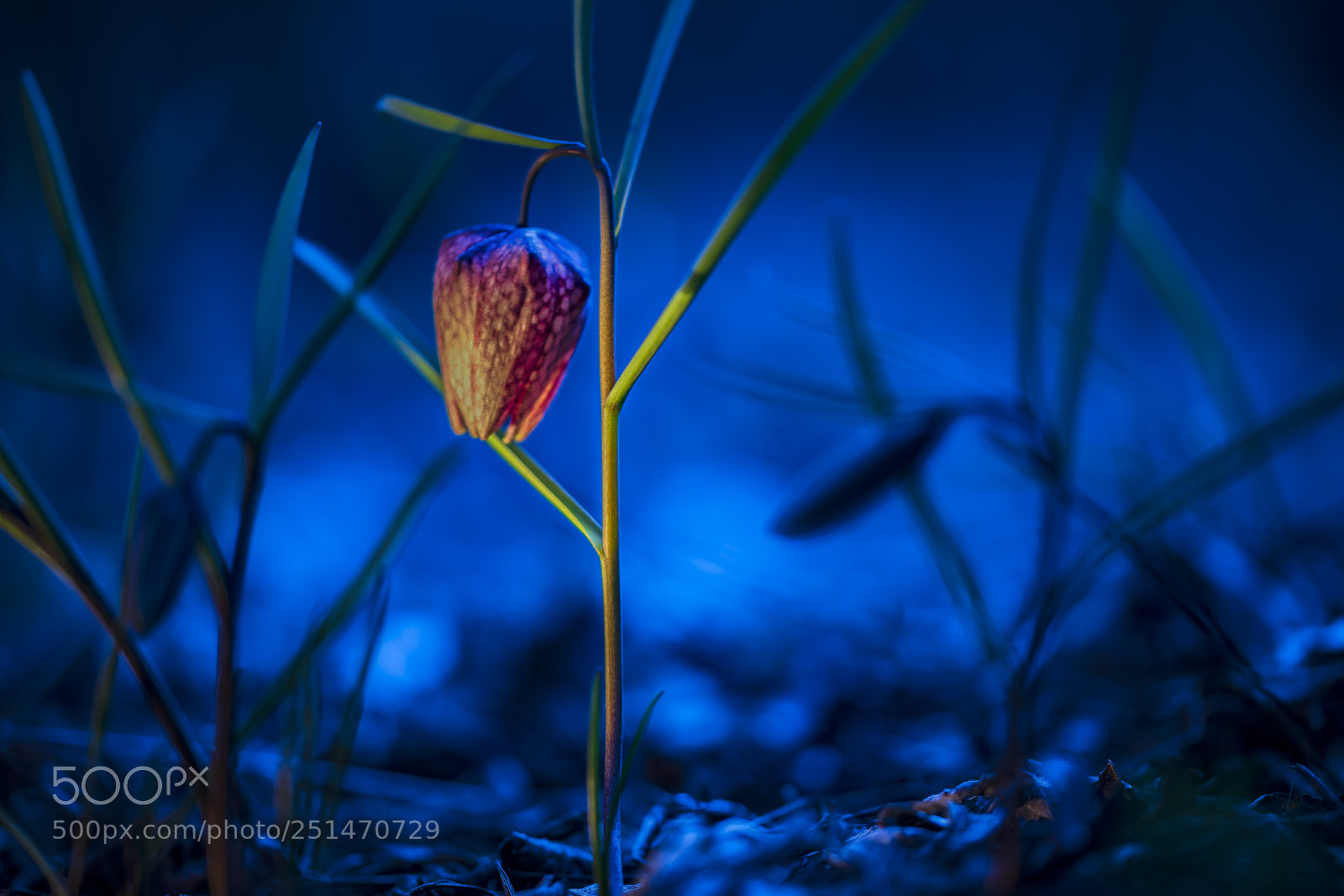 Nikon D610 sample photo. In blue hour photography
