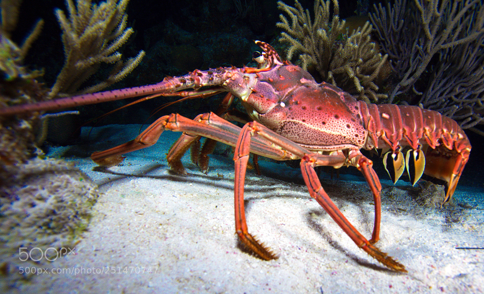 Canon EOS 5D Mark II sample photo. Red lobster in the photography