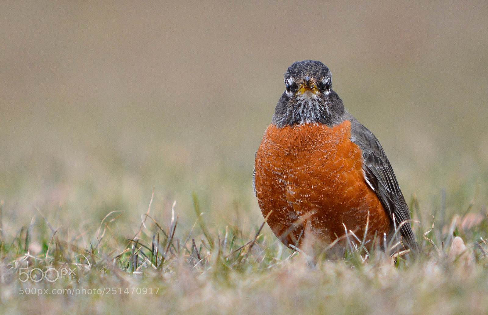 Nikon D3200 sample photo. Robin looking straight at photography