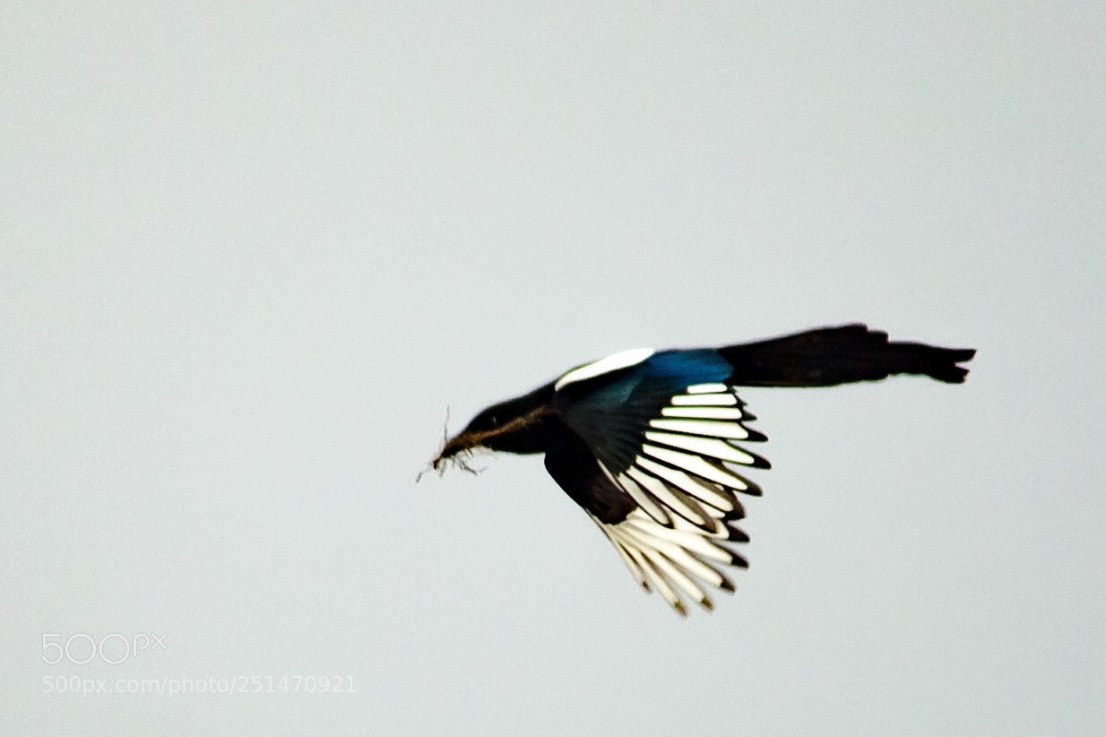 Canon EOS 1300D (EOS Rebel T6 / EOS Kiss X80) sample photo. Magpie in flight photography