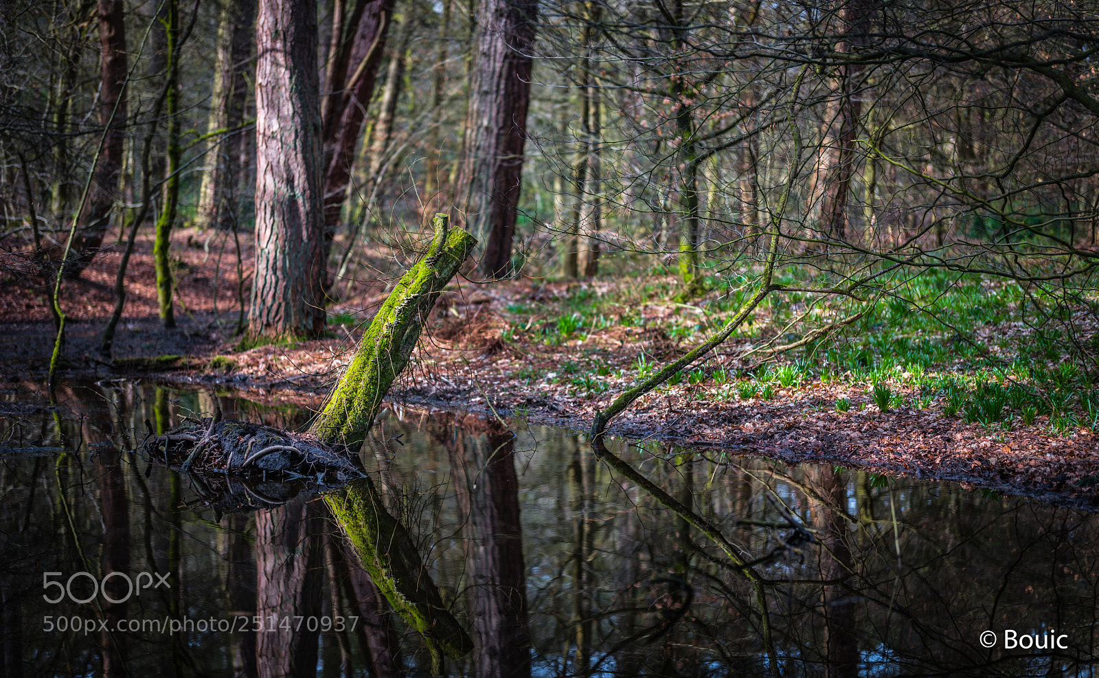 Leica SL (Typ 601) sample photo. Winter tree reflections photography