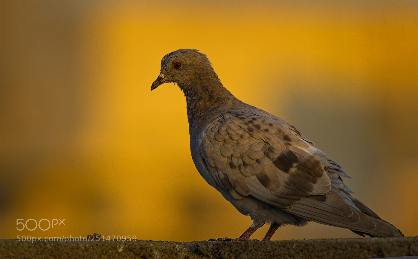 Canon EOS 7D sample photo. Rock pigeon... photography