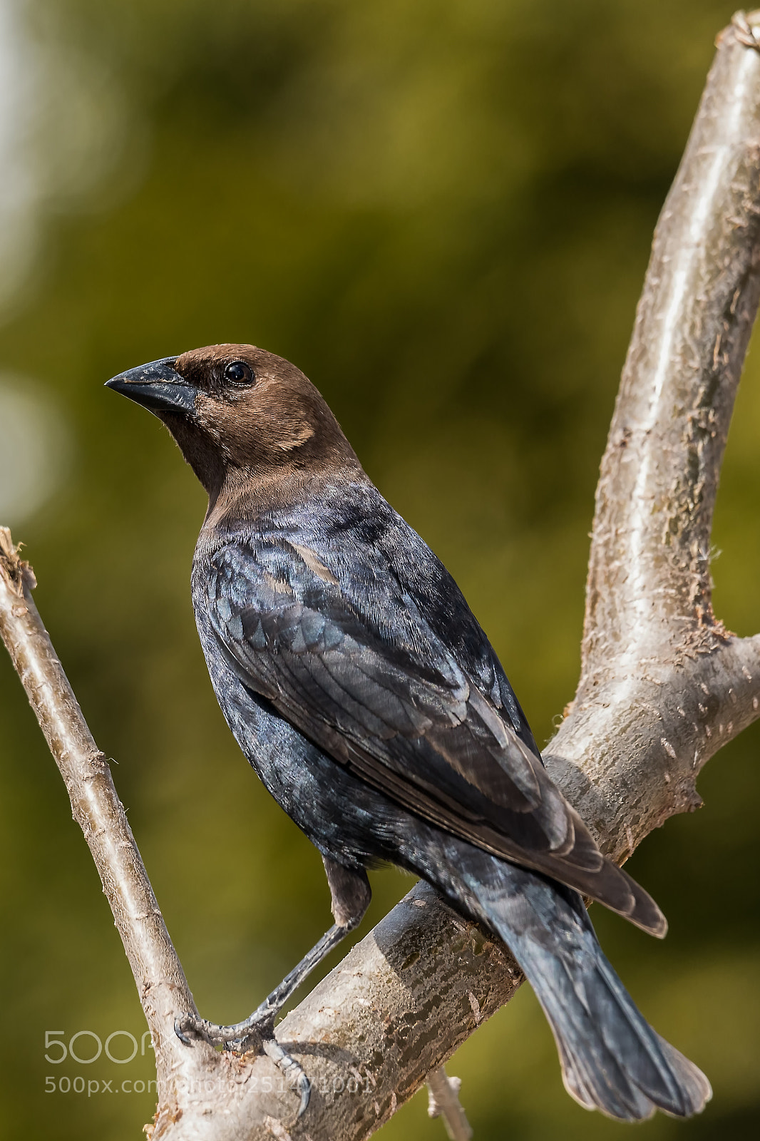 Nikon D850 sample photo. Brown headed cowbird photography