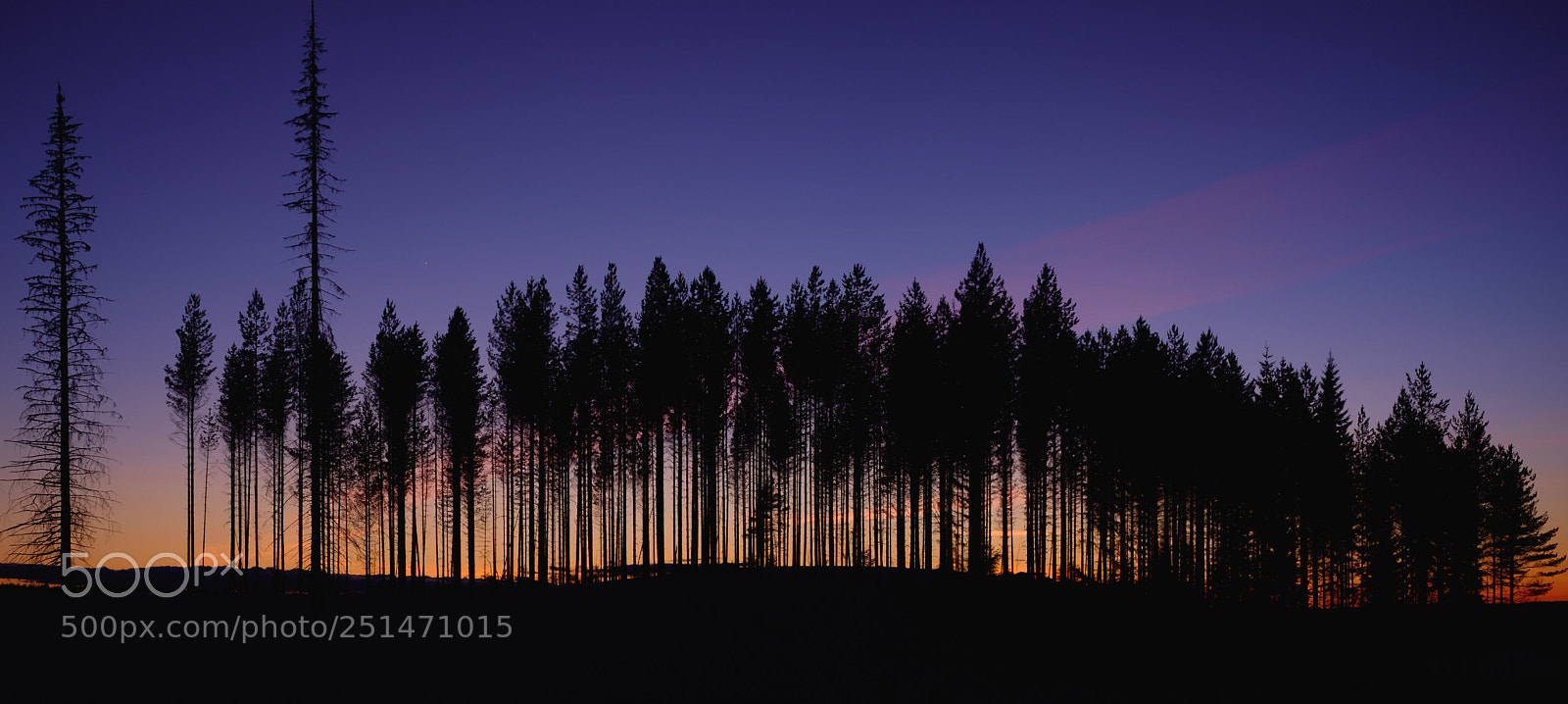 Fujifilm X-E2 sample photo. Forest photography