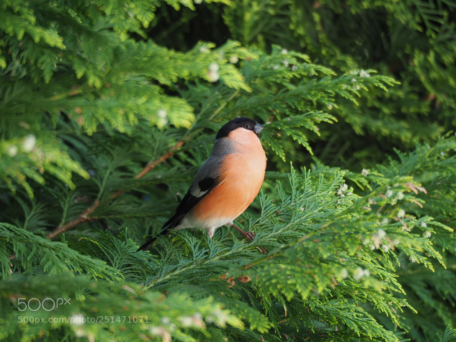 Olympus OM-D E-M5 II sample photo. Gimpel still relaxed photography