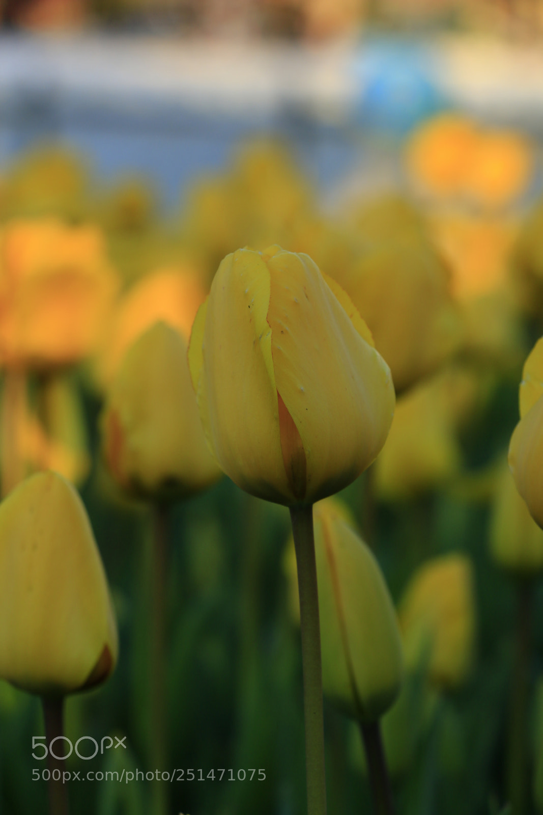 Canon EOS 70D sample photo. Untitled photography