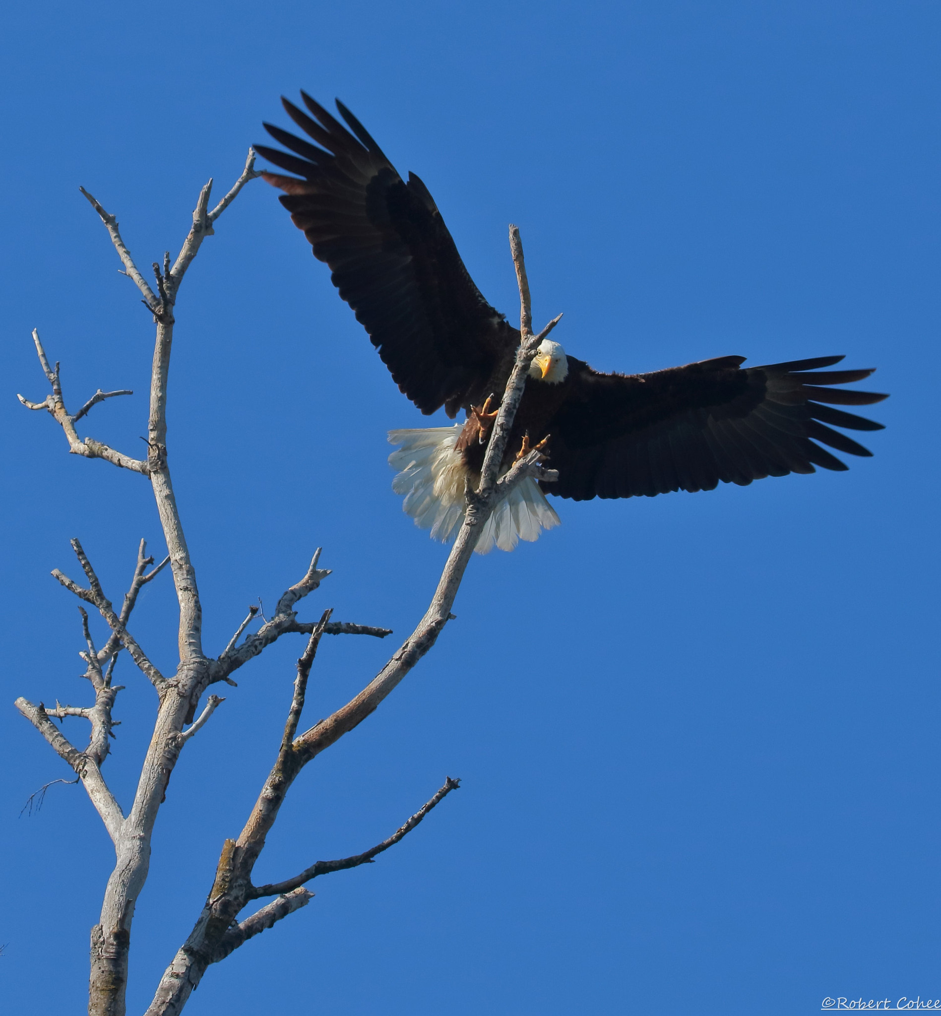 Canon EOS 7D Mark II + Canon EF 100-400mm F4.5-5.6L IS USM sample photo. Sticking the landing photography