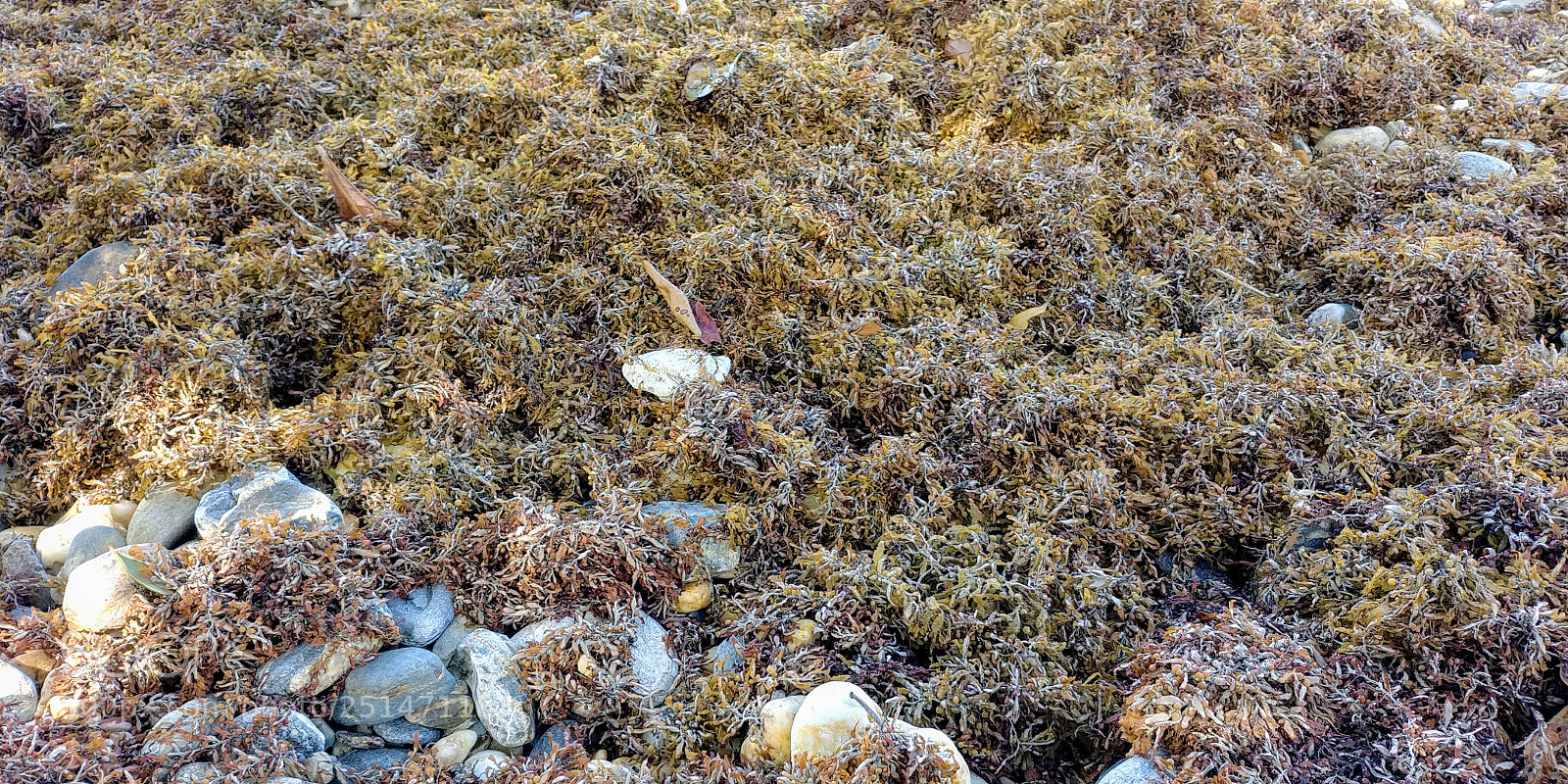 LG G6 sample photo. Sargassum seaweed photography