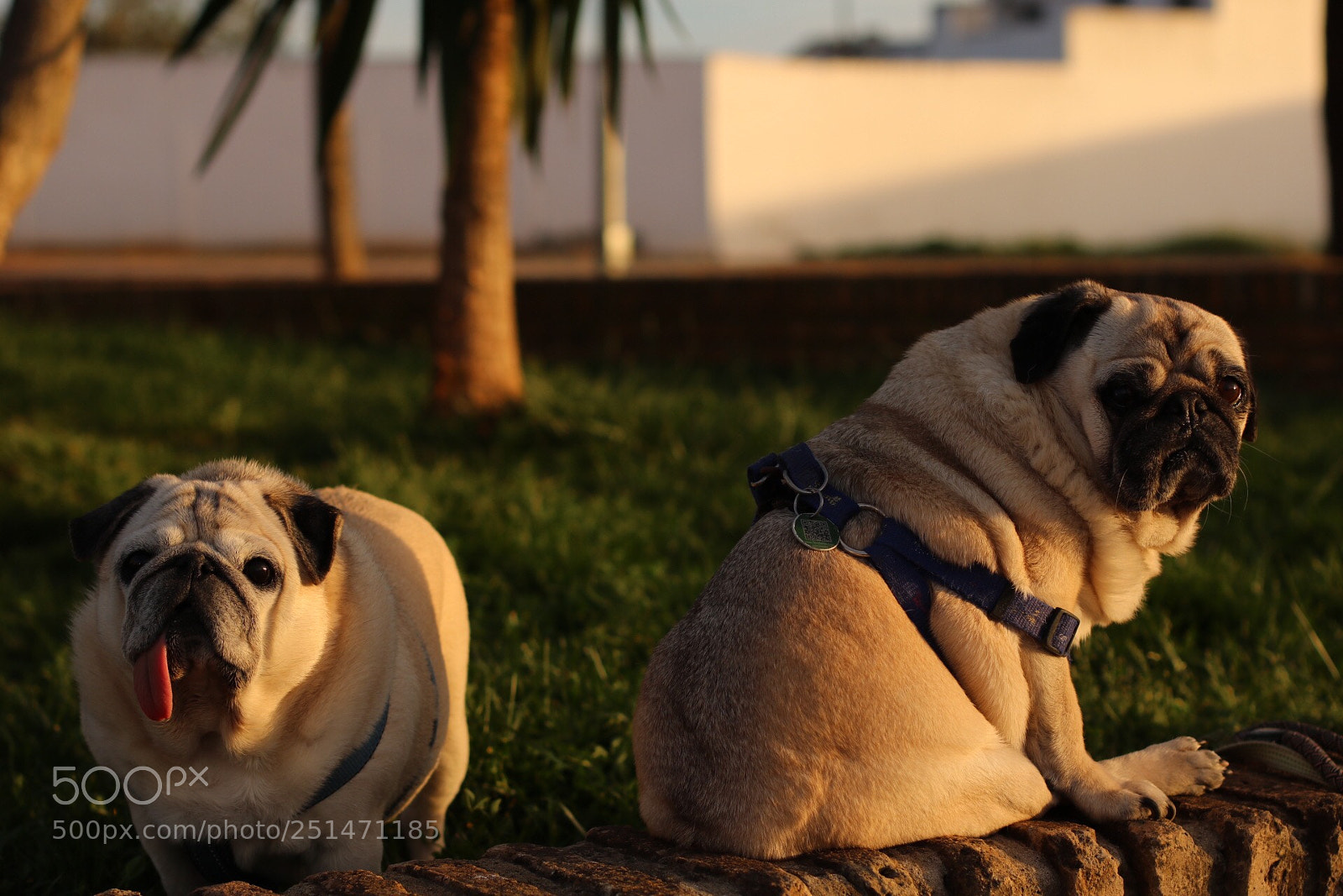 Canon EOS 750D (EOS Rebel T6i / EOS Kiss X8i) sample photo. Golden pugs photography