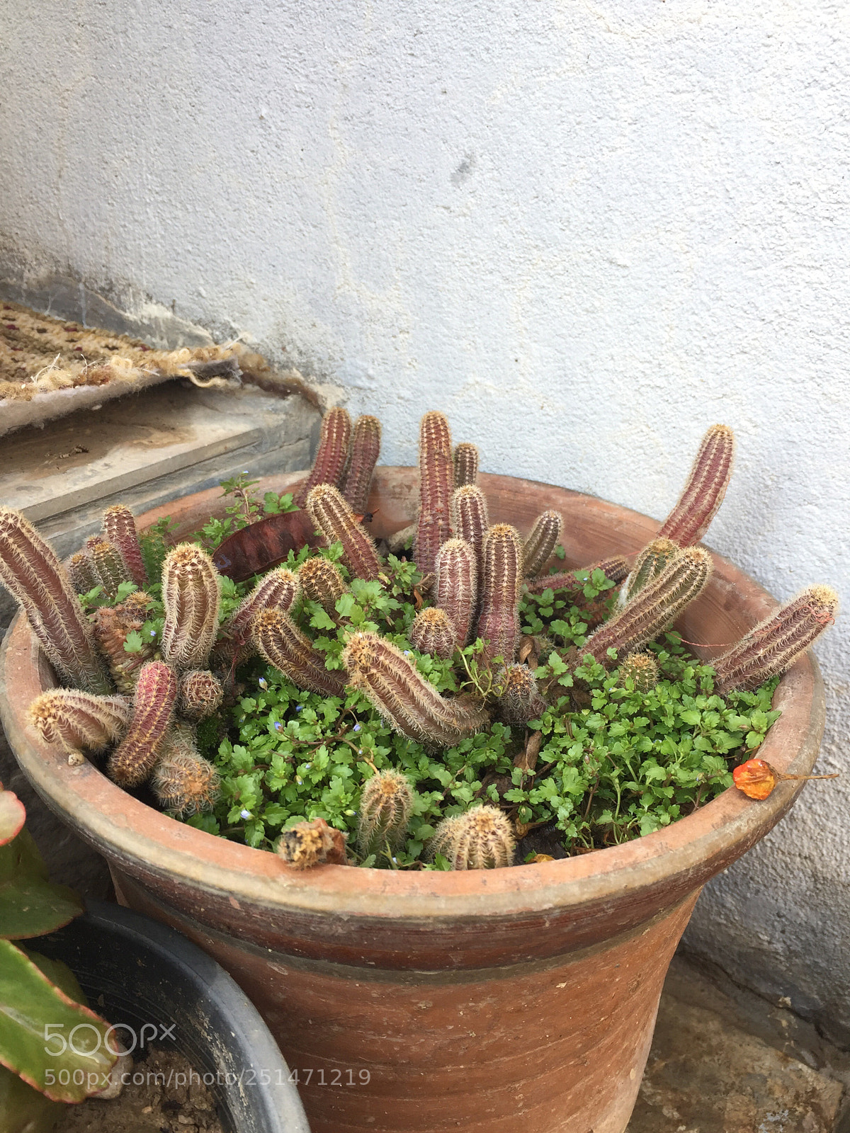 Apple iPhone 6 sample photo. Cactus :d photography