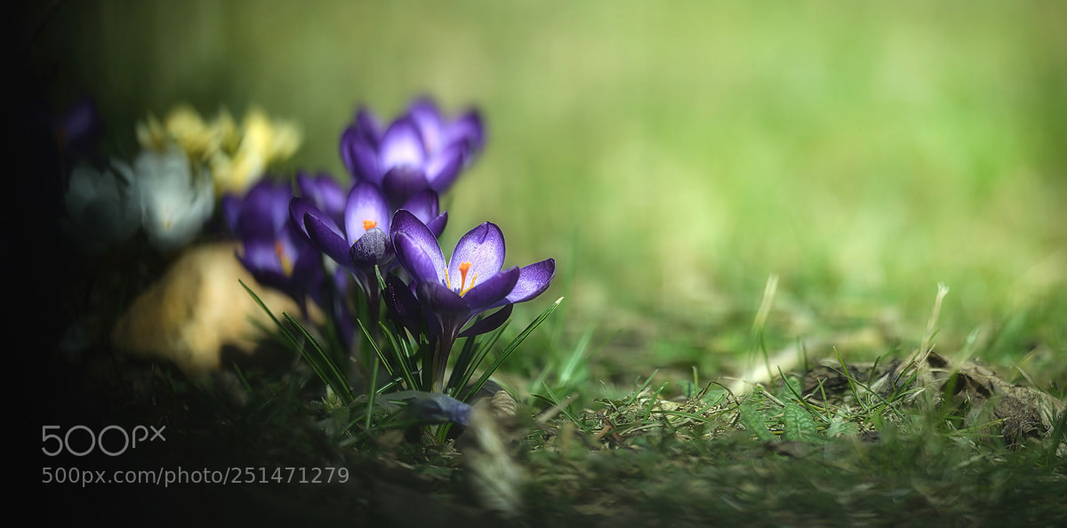 Nikon D800E sample photo. Spring photography