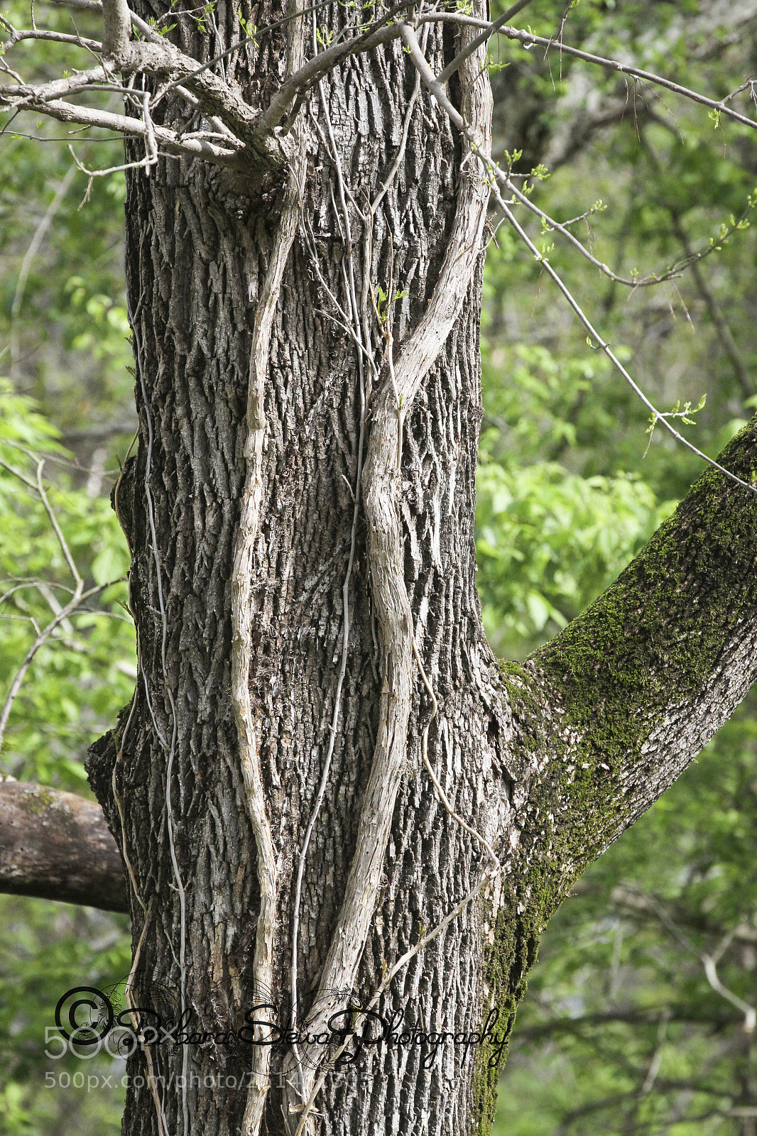 Canon EOS 7D sample photo. Nature in spring photography