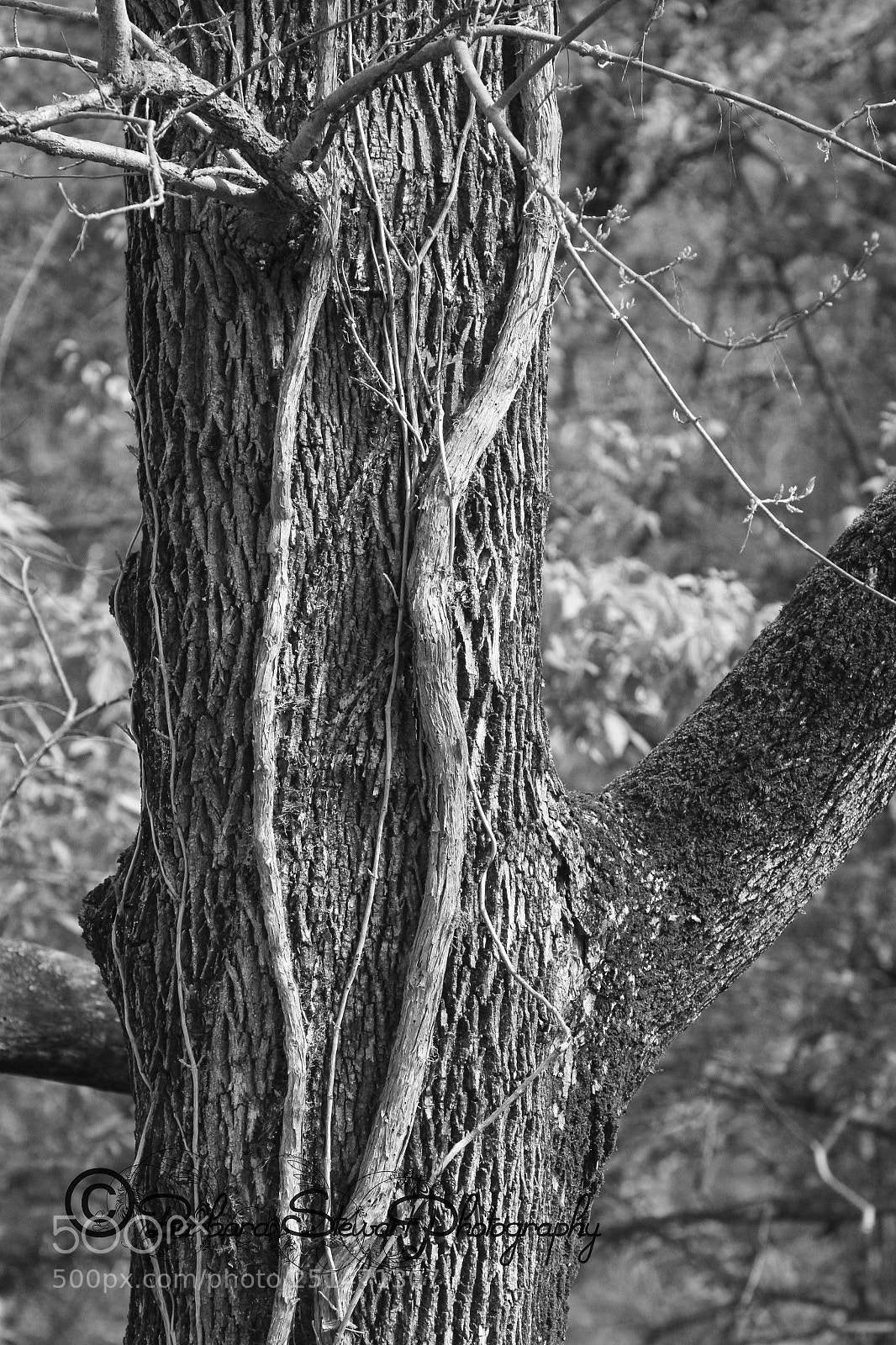 Canon EOS 7D sample photo. Nature in spring photography