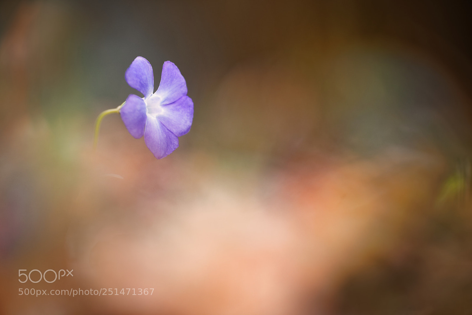 Canon EOS 5D Mark IV sample photo. Vinca minor photography