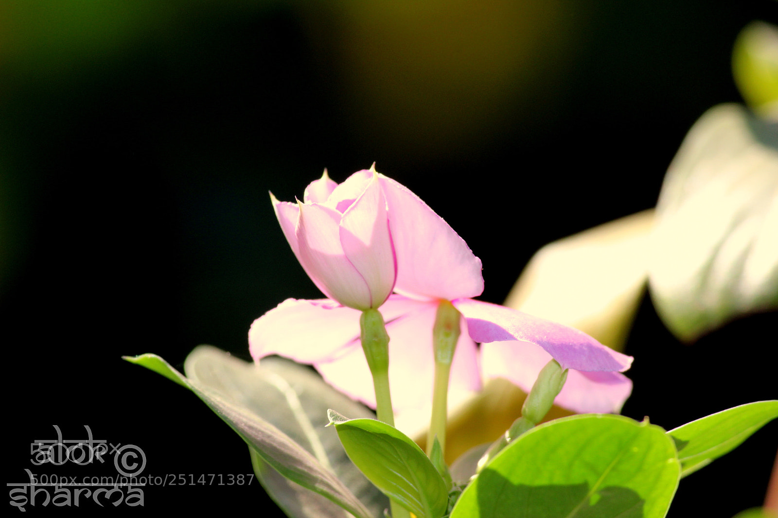 Canon EF-S 55-250mm F4-5.6 IS II sample photo. Untitled photography